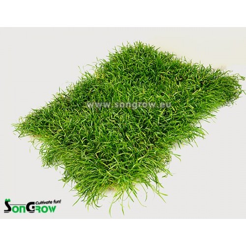 Green Carpet Lilaeopsis novae-zelandiae (Sin: L. brasiliensis) Epaqmat ready instant lawn