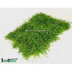Green Carpet Lilaeopsis novae-zelandiae (Sin: L. brasiliensis) Epaqmat ready instant lawn