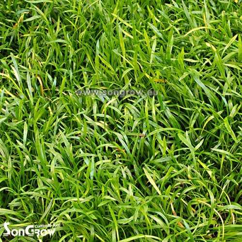 Green Carpet Lilaeopsis Novae-Zelandee (Sin: L....