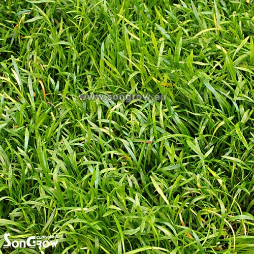 Green Carpet Lilaeopsis novae-zelandiae (Sin:...