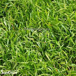 Tapis verte Lilaeopsis Novae-Zelandee (Pin: L. Brasiliensis) Epaqmat Instant Prato Prêt