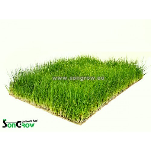 Green Carpet Eleocharis parvula (previously: E. acicularis) Epaqmat instant lawn ready