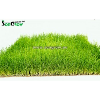 Green Carpet Eleocharis parvula (precedentemente: E.... 2