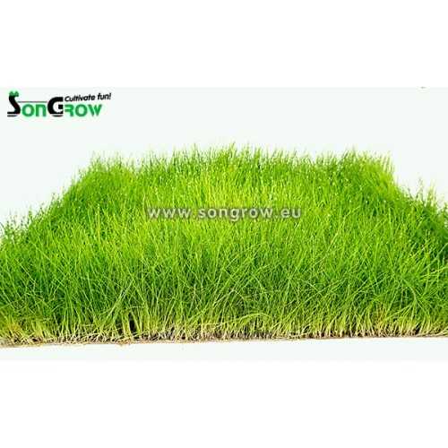 Green Carpet Eleocharis Parvula (previously: E....