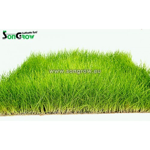 Tapis vert Eleocaris Parvula (précédemment: E....