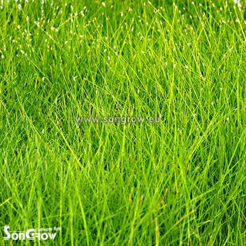 Green Carpet Eleocharis Parvula (previously: E....