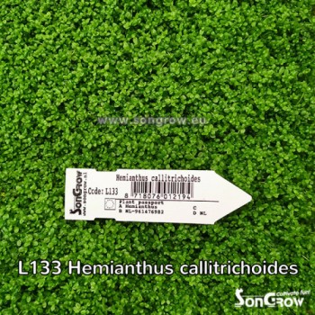 Green Carpet Hemianthus callitrichoides Epaqmat prato... 2