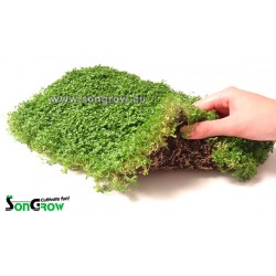 Green Carpet Hemianthus callitrichoides Epaqmat prato istantaneo pronto