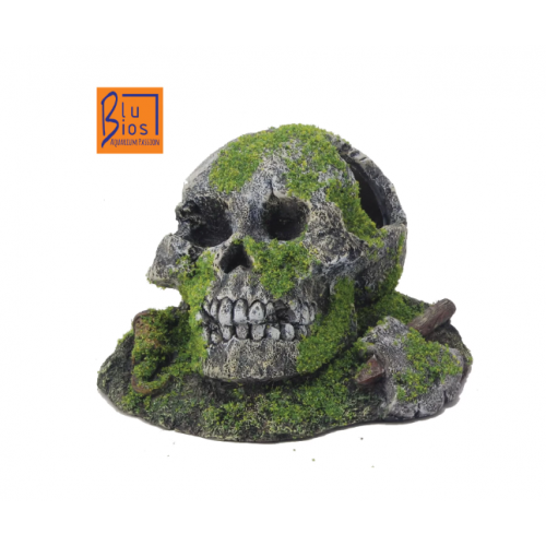 Skull with musk
