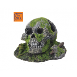 Skull with musk