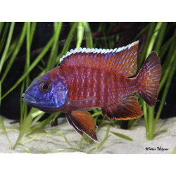 Aulonocara sp. Cichlids rouges Rubin