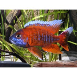 Aulonocara sp. Eureka Cichlids