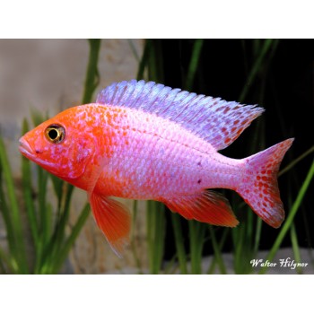 Aulonocara sp. Cichlidées de poisson d'agenda