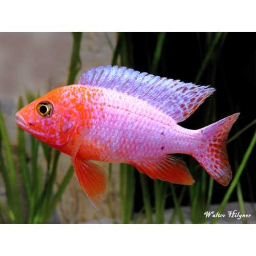 Aulonocara sp. Firefish cichlids