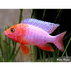 AULONOCARA SP. FIREFISH cycles