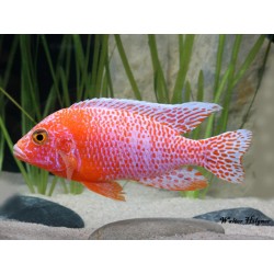 Aulonocara sp. Cichlidées de poisson d'agenda