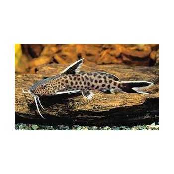 Synodontis Patricola catfish