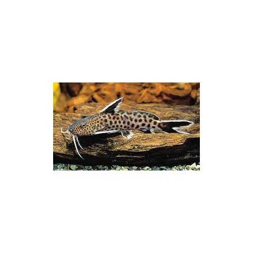 Synodontis Patricola catfish