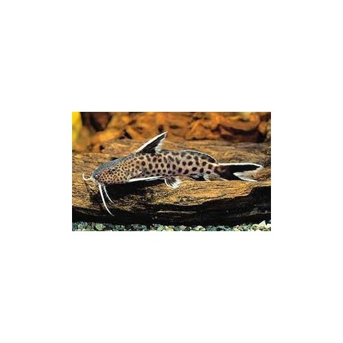Synodontis Patronola Poisson-chat