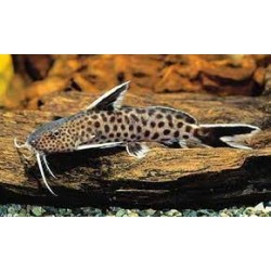 Synodontis Patronola Poisson-chat