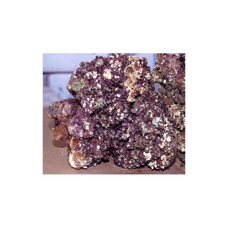 ROCCE VIVE PER ACQUARIO MARINO SPURGATE E RICCHE DI VITA AL KG