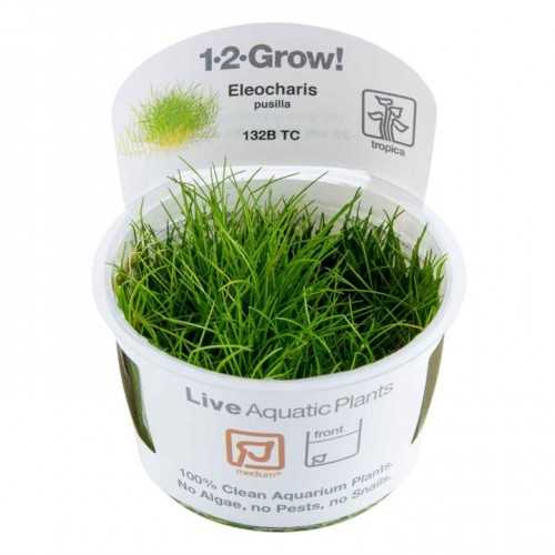 Eleocharis pusilla Mini in cup - Tropica