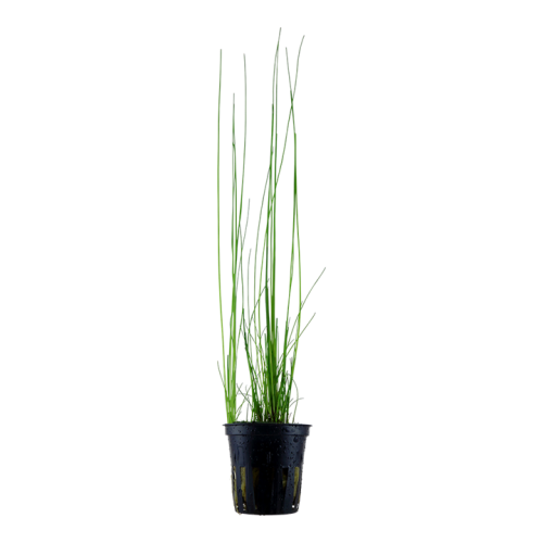 Eleocharis montevidensis in vasetto - Tropica