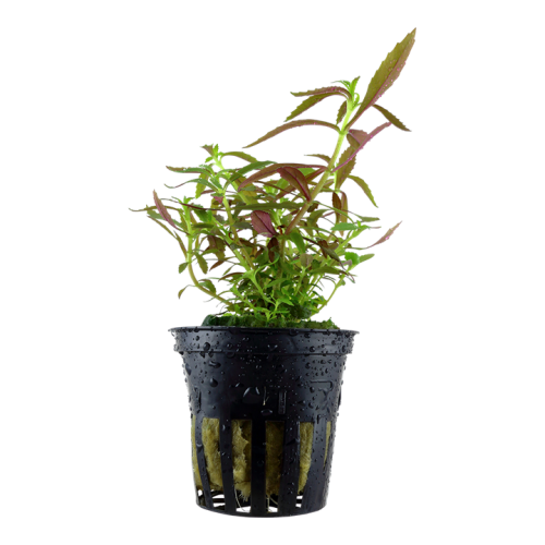 Limnophila hippuridoides in vasetto - Tropica