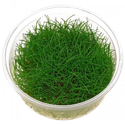 Eleocharis sp. 'Minima' in cup - Aquaflora