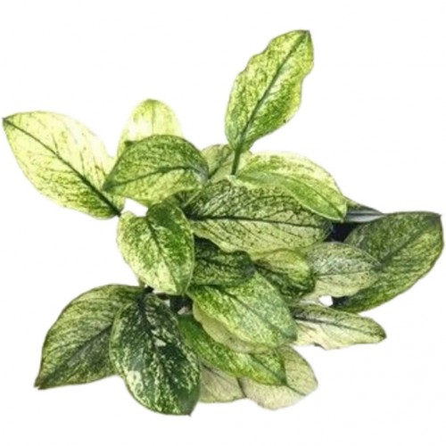 Anubias barteri var. nana 'Pinto' in vasetto - Aquaflora