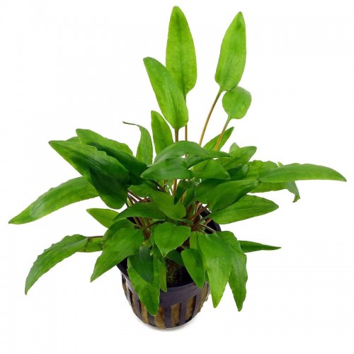 Cryptocoryne wendtii 'Green' in vasetto - Aquaflora