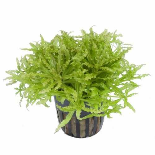 Pogostemon helferi in vasetto - Aquaflora