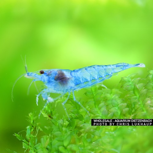 Neocaridina davidi Blue Jelly