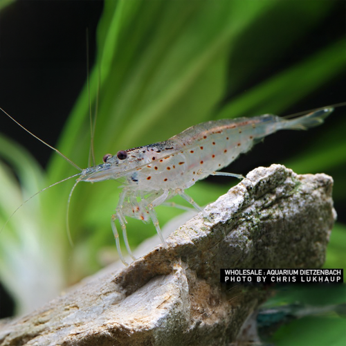 Caridina Multidentata Japonica Amano Shrimp (misure: M)